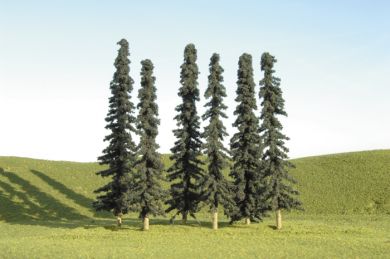 5"-6" Conifer Trees