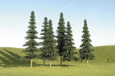5"-6" Spruce Trees